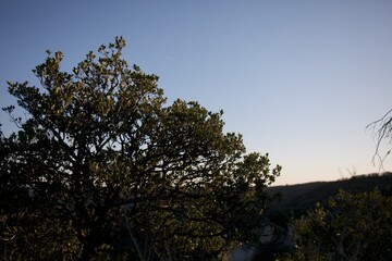 ambre dans la nature