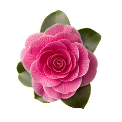 Pink camellia flower isolated on black background.