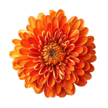 Orange flower in full bloom on transparent background.