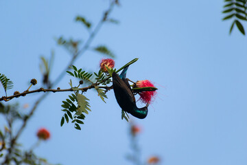 Purple sunbird eat food from flower
