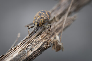 Large pine weevil (hylobius abietis), Belgium
