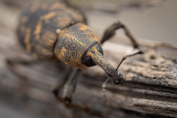 Close-up of a large pine weevil (hylobius abietis), Belgium