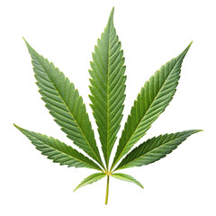 A detailed cannabis leaf against a transparent backdrop
