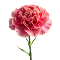 A solitary pink carnation with lush petals stands against a transparent backdrop