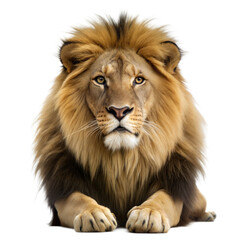 A regal male lion sits calmly, gazing forward