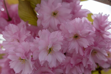 A close up of pink flowers with green leaves