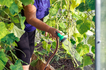 A woman waters cucumbers in a greenhouse with a hose