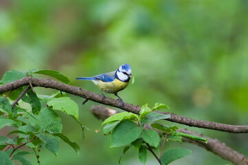 Cyanistes caeruleus aka Blue tit with caterpillar on her beak on the tree branch. Very common european bird in Czech republic.