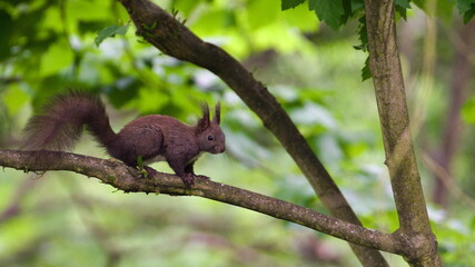 Sciurus vulgaris aka The red squirrel (black form) is climbing on the tree in springtime.