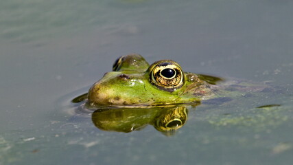 Pelophylax ridibundus aka European marsh frog. Reflection on the water surface.