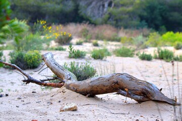 Tronco en la arena de l'Albufera