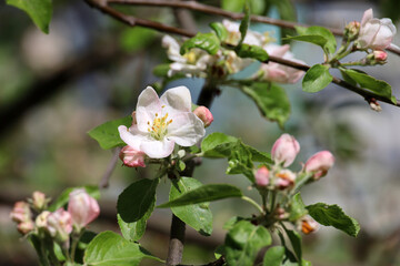 Apple blossom on a branch in spring garden in sunny day. Pink buds and white flowers with green leaves