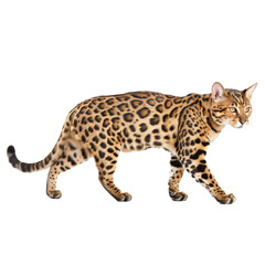A beautiful Bengal cat with a striking coat of fur is walking with purpose and grace