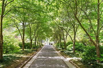 A trail leads under the tree canopy at Duke Gardens in Durham NC