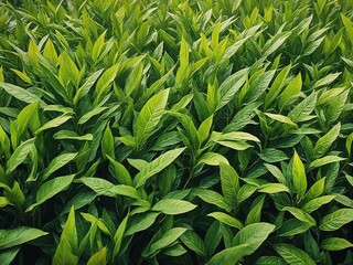 Obraz premium Background