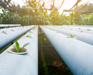 The hydroponic vegetable farming