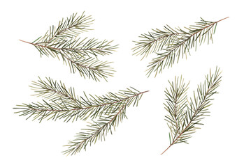 Naklejka premium Fir branches, Christmas set of watercolor botanical illustrations. Hand drawn illustration on isolated background. Drawing for Christmas and New Year holidays 2025, invitations, cards, wrapping paper.