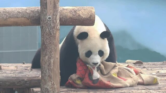 Close up Giant Panda , Miao Yin, in Dalian, China