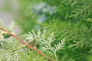 カエルのかくれんぼ２┃frog hide and seek 2