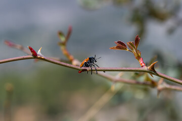 dragonfly on a branch
