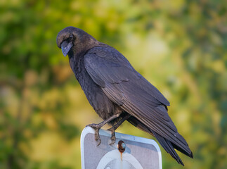Crow in morning light with a stern look