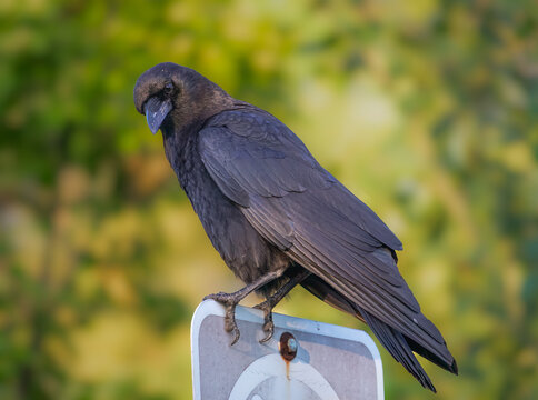 Crow in morning light with a stern look