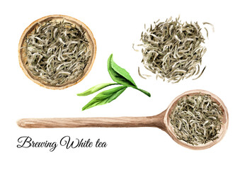 White tea brewing set, top view.  Hand drawn watercolor illustration, isolated on white background
