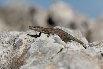 lizard on a rock