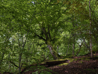 Motiv Wald Stimmung alles in Grün