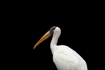 pelican on black
