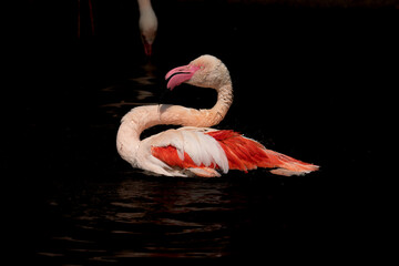flamingo on the water