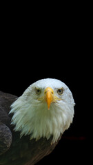 Fototapeta premium portrait of a eagle