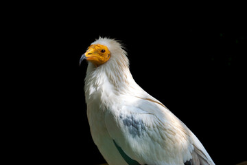 portrait of a golden eagle