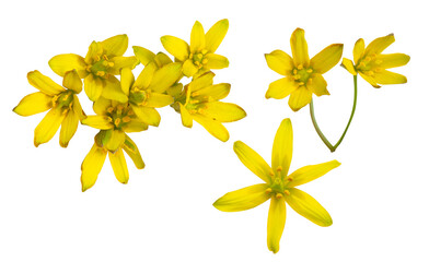 Isolated flower of yellow Gagea, daisy-gerbera on white background. Yellow spring seasonal flowers