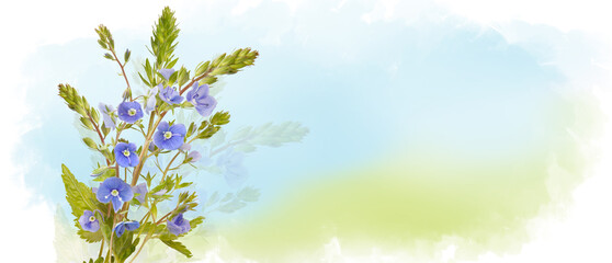 Blue field flowers of delphinium isolated on pastel watercolor background, wildflowers. Horizontal banner with copy space. Place for a text. Spring card
