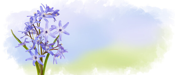 Blue field flowers of Scilla or scaffolds isolated on pastel watercolor background, wildflowers. Horizontal banner with copy space. Place for a text. Spring card