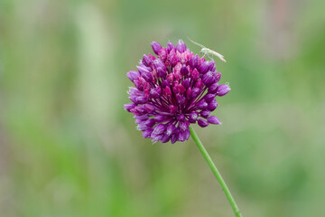Wild onions are blooming, inflorescence. Wild flowers in the spring. Round onion (Allium rotundum) is a perennial bulbous plant.