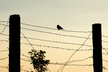 Barbed wire fence. Serving a sentence in prison. Protection against illegal migration and refugees.