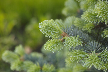 An abies lasiocarpa compacta. Close up.