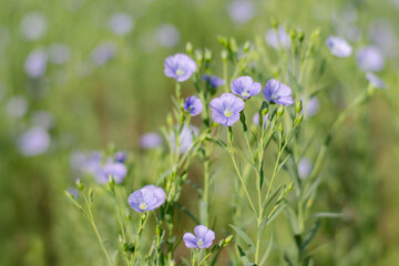 Common flax (Linum usitatissimum) blooms in the field.