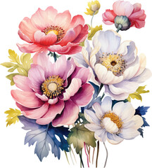 pink and white chrysanthemum flower watercolor