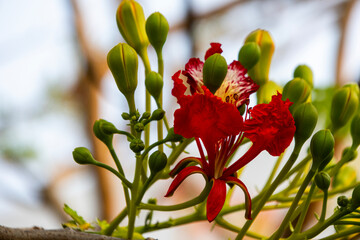 Close-up of red Flame Tree flower in the garden with blur background. Red Flame Tree blossom with a...
