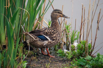 Close up of a mallard duck