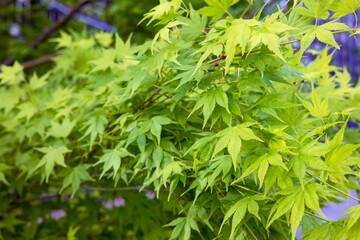 Close-up of a beautiful floral background of juicy, green and carved maple tree leaves. The concept of nature and recreation.