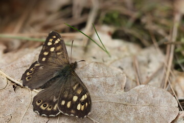 The speckled wood (Pararge aegeria) butterfly on a leaf