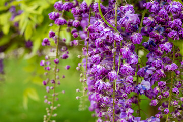 Bright lilac flowers of the delicate and attractive wisteria tree. A beautiful vine with delicate leaves and a wonderful aroma