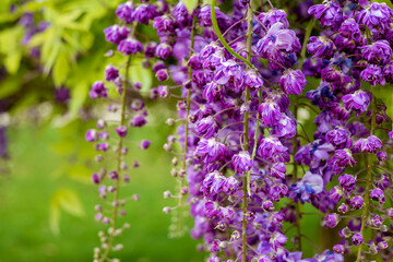 Bright lilac flowers of the delicate and attractive wisteria tree. A beautiful vine with delicate...