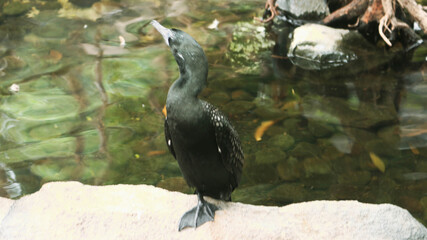 The black cormorant or black cormorant is a type of water bird belonging to the Phalacrocoracidae...