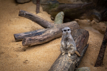 Meerkat or Suricata suricatta sitting on a wooden log for  sentinel duty, The lone meerkat sits upright on the lookout for predators while the rest of the family dig