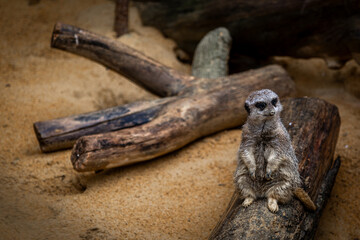 Meerkat or Suricata suricatta sitting on a wooden log for  sentinel duty, The lone meerkat sits...